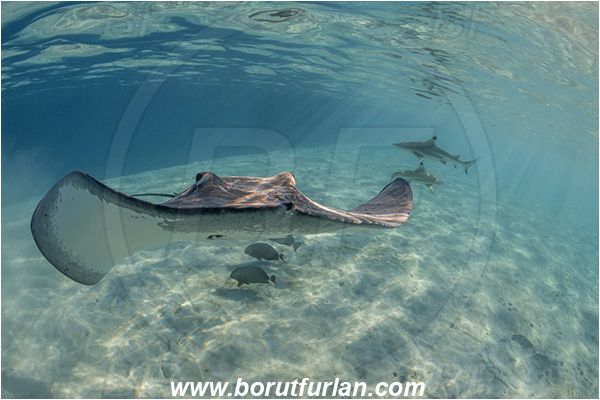 French Polynesia, Society Islands, Moorea, Pacific ocean, Pateobatis fai, Pateobatis, Dasyatidae, Elasmobranchii, Pink Whipray, Stingray, Fish, Sand