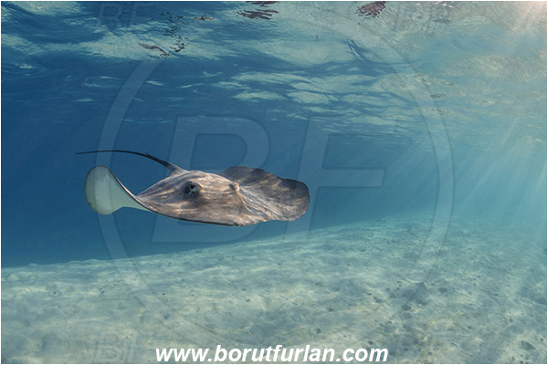 French Polynesia, Society Islands, Moorea, Pacific ocean, Pateobatis fai, Pateobatis, Dasyatidae, Elasmobranchii, Pink Whipray, Stingray, Fish, Sand