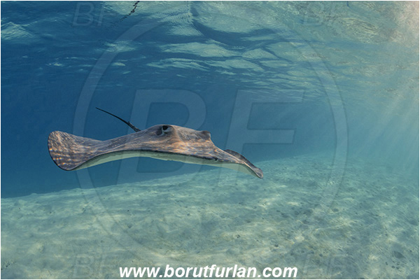 French Polynesia, Society Islands, Moorea, Pacific ocean, Pateobatis fai, Pateobatis, Dasyatidae, Elasmobranchii, Pink Whipray, Stingray, Fish, Sand