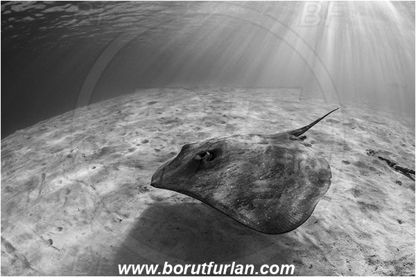 French Polynesia, Society Islands, Moorea, Pacific ocean, Pateobatis fai, Pateobatis, Dasyatidae, Elasmobranchii, Pink Whipray, Stingray, Fish, Sand, Black&white