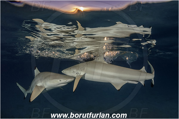 French Polynesia, Society Islands, Moorea, Pacific ocean, Carcharhinus melanopterus, Carcharhinus, Carcharhinidae, Elasmobranchii, Blacktip Reef Shark, Shark, Fish, Night, Reflection