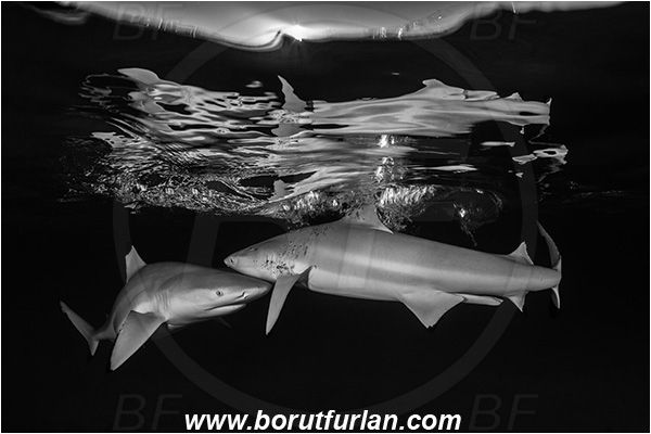 French Polynesia, Society Islands, Moorea, Pacific ocean, Carcharhinus melanopterus, Carcharhinus, Carcharhinidae, Elasmobranchii, Blacktip Reef Shark, Shark, Fish, Night, Reflection, Black&white