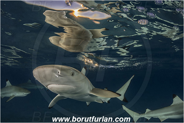 French Polynesia, Society Islands, Moorea, Pacific ocean, Carcharhinus melanopterus, Carcharhinus, Carcharhinidae, Elasmobranchii, Blacktip Reef Shark, Shark, Fish, Night, Reflection, Portrait