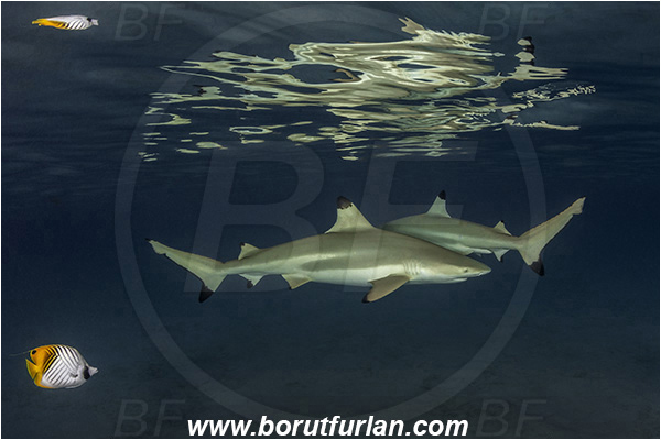 French Polynesia, Society Islands, Moorea, Pacific ocean, Carcharhinus melanopterus, Carcharhinus, Carcharhinidae, Elasmobranchii, Blacktip Reef Shark, Shark, Fish, Night, Reflection