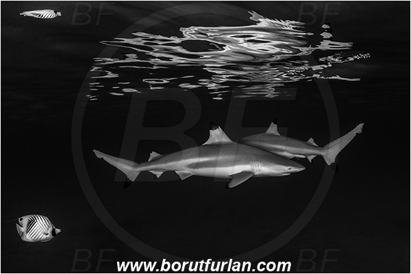 French Polynesia, Society Islands, Moorea, Pacific ocean, Carcharhinus melanopterus, Carcharhinus, Carcharhinidae, Elasmobranchii, Blacktip Reef Shark, Shark, Fish, Night, Reflection, Black&white