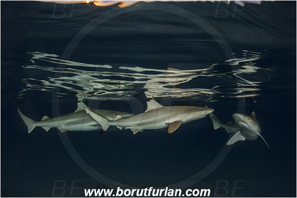 French Polynesia, Society Islands, Moorea, Pacific ocean, Carcharhinus melanopterus, Carcharhinus, Carcharhinidae, Elasmobranchii, Blacktip Reef Shark, Shark, Fish, Night, Reflection