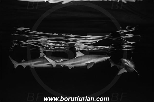 French Polynesia, Society Islands, Moorea, Pacific ocean, Carcharhinus melanopterus, Carcharhinus, Carcharhinidae, Elasmobranchii, Blacktip Reef Shark, Shark, Fish, Night, Reflection, Black&white