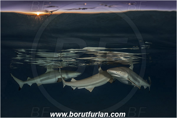 French Polynesia, Society Islands, Moorea, Pacific ocean, Carcharhinus melanopterus, Carcharhinus, Carcharhinidae, Elasmobranchii, Blacktip Reef Shark, Shark, Fish, Night, Reflection