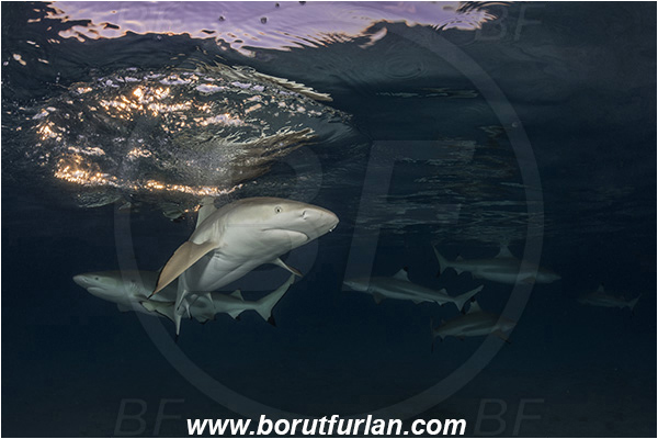 French Polynesia, Society Islands, Moorea, Pacific ocean, Carcharhinus melanopterus, Carcharhinus, Carcharhinidae, Elasmobranchii, Blacktip Reef Shark, Shark, Fish, Night