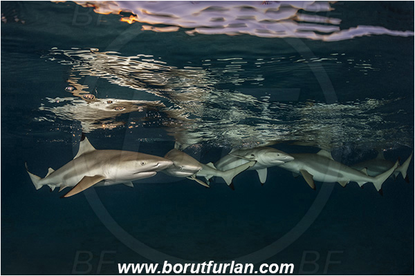 French Polynesia, Society Islands, Moorea, Pacific ocean, Carcharhinus melanopterus, Carcharhinus, Carcharhinidae, Elasmobranchii, Blacktip Reef Shark, Shark, Fish, Night