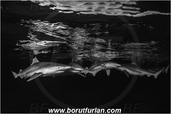 French Polynesia, Society Islands, Moorea, Pacific ocean, Carcharhinus melanopterus, Carcharhinus, Carcharhinidae, Elasmobranchii, Blacktip Reef Shark, Shark, Fish, Night, Black&white