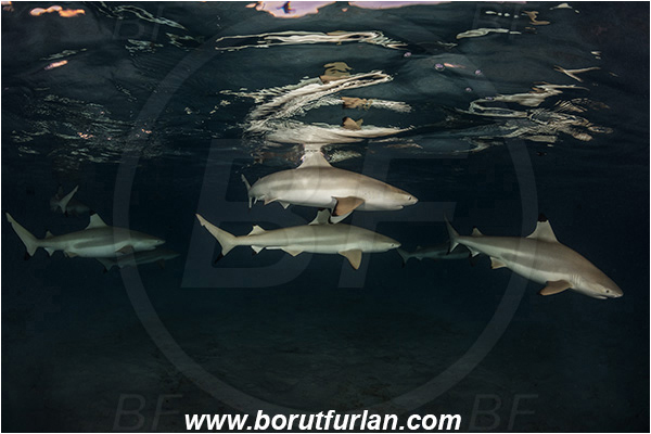 French Polynesia, Society Islands, Moorea, Pacific ocean, Carcharhinus melanopterus, Carcharhinus, Carcharhinidae, Elasmobranchii, Blacktip Reef Shark, Shark, Fish, Night