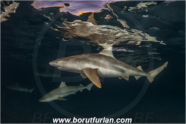 French Polynesia, Society Islands, Moorea, Pacific ocean, Carcharhinus melanopterus, Carcharhinus, Carcharhinidae, Elasmobranchii, Blacktip Reef Shark, Shark, Fish, Night, Reflection