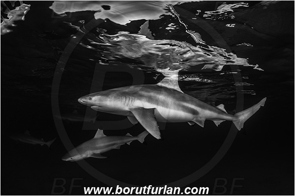 French Polynesia, Society Islands, Moorea, Pacific ocean, Carcharhinus melanopterus, Carcharhinus, Carcharhinidae, Elasmobranchii, Blacktip Reef Shark, Shark, Fish, Night, Black&white, Reflection