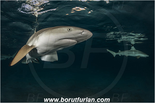 French Polynesia, Society Islands, Moorea, Pacific ocean, Carcharhinus melanopterus, Carcharhinus, Carcharhinidae, Elasmobranchii, Blacktip Reef Shark, Shark, Fish, Night, Portrait