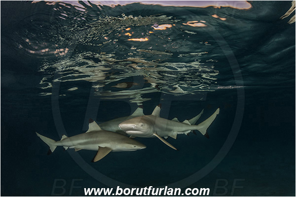 French Polynesia, Society Islands, Moorea, Pacific ocean, Carcharhinus melanopterus, Carcharhinus, Carcharhinidae, Elasmobranchii, Blacktip Reef Shark, Shark, Fish, Night, Reflection