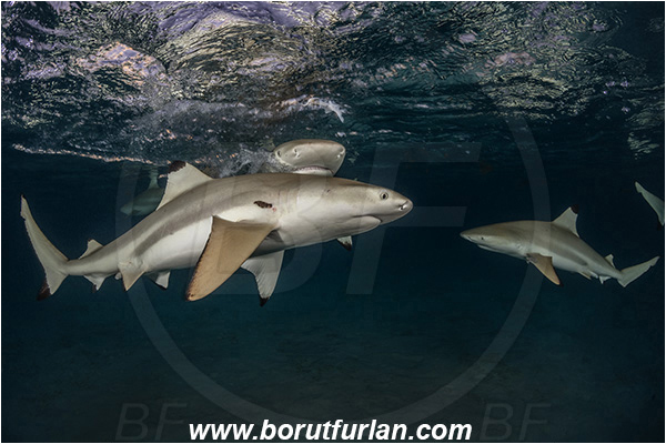 French Polynesia, Society Islands, Moorea, Pacific ocean, Carcharhinus melanopterus, Carcharhinus, Carcharhinidae, Elasmobranchii, Blacktip Reef Shark, Shark, Fish, Night