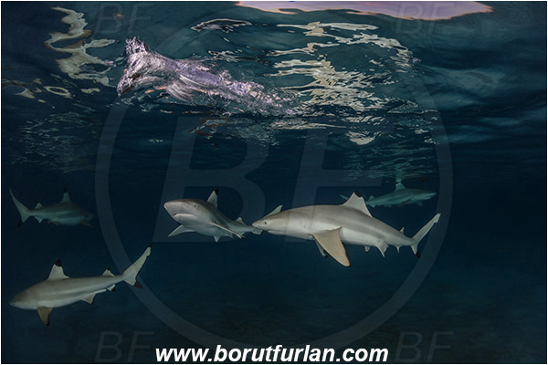 French Polynesia, Society Islands, Moorea, Pacific ocean, Carcharhinus melanopterus, Carcharhinus, Carcharhinidae, Elasmobranchii, Blacktip Reef Shark, Shark, Fish, Night