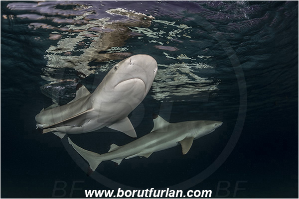 French Polynesia, Society Islands, Moorea, Pacific ocean, Carcharhinus melanopterus, Carcharhinus, Carcharhinidae, Elasmobranchii, Blacktip Reef Shark, Shark, Fish, Night, Portrait