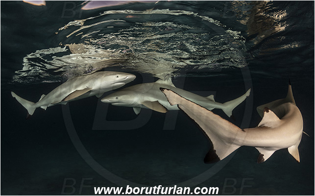 French Polynesia, Society Islands, Moorea, Pacific ocean, Carcharhinus melanopterus, Carcharhinus, Carcharhinidae, Elasmobranchii, Blacktip Reef Shark, Shark, Fish, Night