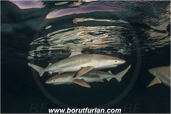 French Polynesia, Society Islands, Moorea, Pacific ocean, Carcharhinus melanopterus, Carcharhinus, Carcharhinidae, Elasmobranchii, Blacktip Reef Shark, Shark, Fish, Night, Reflection