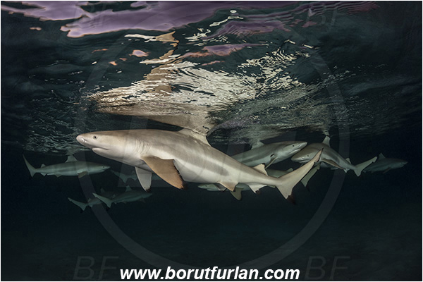 French Polynesia, Society Islands, Moorea, Pacific ocean, Carcharhinus melanopterus, Carcharhinus, Carcharhinidae, Elasmobranchii, Blacktip Reef Shark, Shark, Fish, Night, Reflection