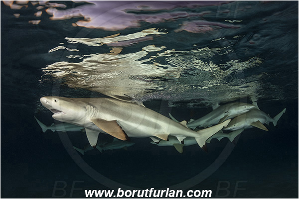 French Polynesia, Society Islands, Moorea, Pacific ocean, Carcharhinus melanopterus, Carcharhinus, Carcharhinidae, Elasmobranchii, Blacktip Reef Shark, Shark, Fish, Night, Reflection