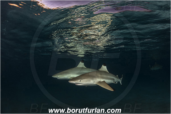 French Polynesia, Society Islands, Moorea, Pacific ocean, Carcharhinus melanopterus, Carcharhinus, Carcharhinidae, Elasmobranchii, Blacktip Reef Shark, Shark, Fish, Night