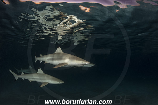 French Polynesia, Society Islands, Moorea, Pacific ocean, Carcharhinus melanopterus, Carcharhinus, Carcharhinidae, Elasmobranchii, Blacktip Reef Shark, Shark, Fish, Night, Reflection