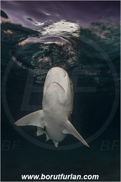 French Polynesia, Society Islands, Moorea, Pacific ocean, Carcharhinus melanopterus, Carcharhinus, Carcharhinidae, Elasmobranchii, Blacktip Reef Shark, Shark, Fish, Night