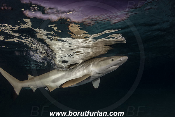 French Polynesia, Society Islands, Moorea, Pacific ocean, Carcharhinus melanopterus, Carcharhinus, Carcharhinidae, Elasmobranchii, Blacktip Reef Shark, Shark, Fish, Night, Reflection