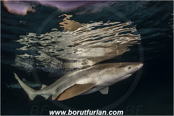 French Polynesia, Society Islands, Moorea, Pacific ocean, Carcharhinus melanopterus, Carcharhinus, Carcharhinidae, Elasmobranchii, Blacktip Reef Shark, Shark, Fish, Night, Reflection