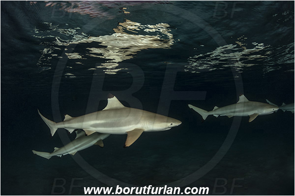 French Polynesia, Society Islands, Moorea, Pacific ocean, Carcharhinus melanopterus, Carcharhinus, Carcharhinidae, Elasmobranchii, Blacktip Reef Shark, Shark, Fish, Night, Reflection