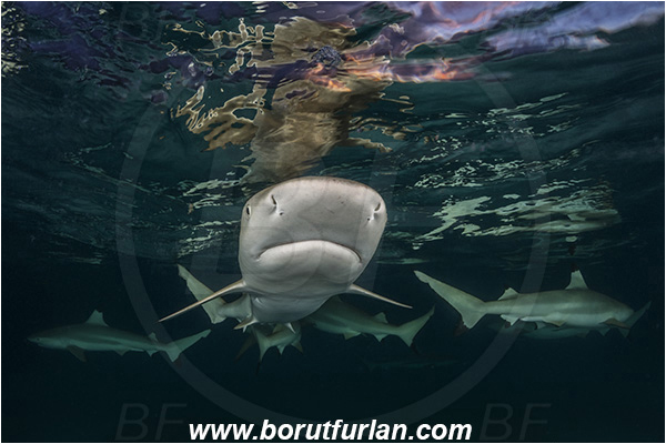 French Polynesia, Society Islands, Moorea, Pacific ocean, Carcharhinus melanopterus, Carcharhinus, Carcharhinidae, Elasmobranchii, Blacktip Reef Shark, Shark, Fish, Night, Portrait
