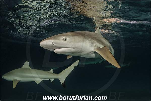 French Polynesia, Society Islands, Moorea, Pacific ocean, Carcharhinus melanopterus, Carcharhinus, Carcharhinidae, Elasmobranchii, Blacktip Reef Shark, Shark, Fish, Night, Portrait