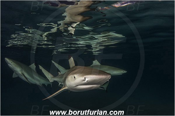 French Polynesia, Society Islands, Moorea, Pacific ocean, Carcharhinus melanopterus, Carcharhinus, Carcharhinidae, Elasmobranchii, Blacktip Reef Shark, Shark, Fish, Night, Portrait, Reflection