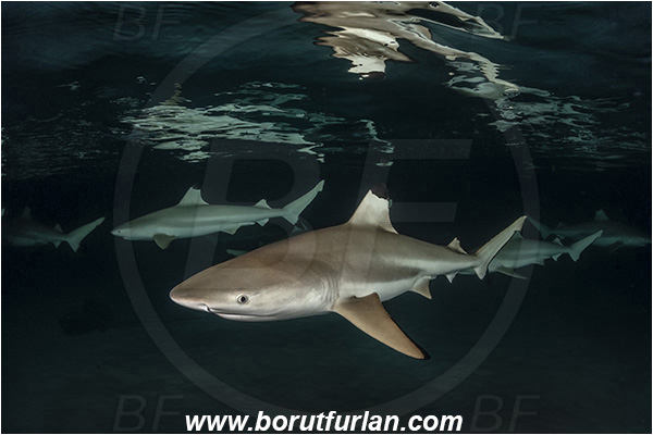 French Polynesia, Society Islands, Moorea, Pacific ocean, Carcharhinus melanopterus, Carcharhinus, Carcharhinidae, Elasmobranchii, Blacktip Reef Shark, Shark, Fish, Night, Reflection