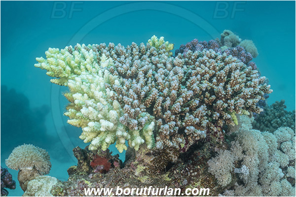 Abu Dabab, Marsa Alam, Egypt, Red sea, Acropora sp., Acropora, Acroporidae, Anthozoa, Cnidaria, Cnidarian, Acropora Stone Coral, Coral, Coral bleaching