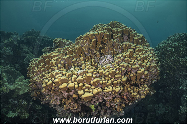 Abu Dabab, Marsa Alam, Egypt, Red sea, Porites nodifera, Porites, Poritidae, Anthozoa, Cnidaria, Cnidarian, Dome Coral, Coral, Reef