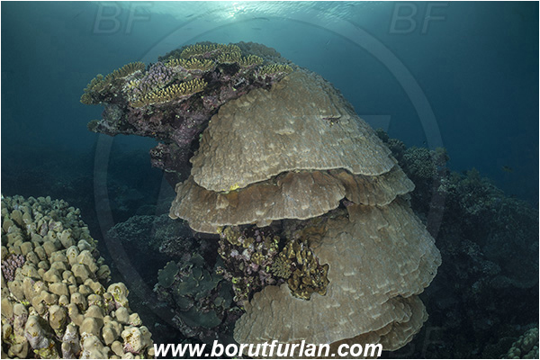 Abu Dabab, Marsa Alam, Egypt, Red sea, Porites lutea, Porites, Poritidae, Anthozoa, Cnidaria, Cnidarian, Porites Coral, Coral, Reef