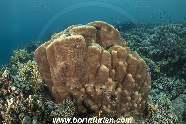 Abu Dabab, Marsa Alam, Egypt, Red sea, Platygyra sp., Platygyra, Meandrinidae, Brain coral, Coral, Hard coral, Cnidaria, Cnidarian, Reef
