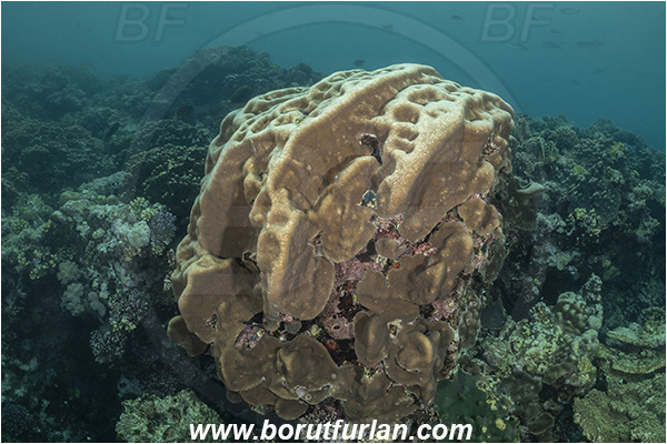 Abu Dabab, Marsa Alam, Egypt, Red sea, Platygyra sp., Platygyra, Meandrinidae, Brain coral, Coral, Hard coral, Cnidaria, Cnidarian, Reef