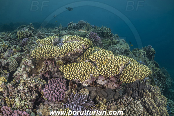 Abu Danan, Marsa Alam, Egypt, Red sea, Acropora sp., Acropora, Acroporidae, Anthozoa, Cnidaria, Cnidarian, Acropora Stone Coral, Coral, Reef