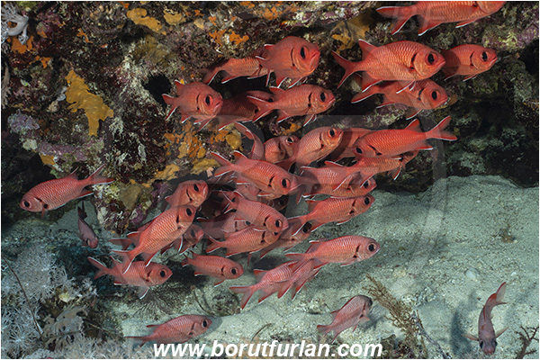El Akhawein, Little Brother island, Egypt, Red sea, Myripristis murdjan, Myripristis, Holocentridae, Blotcheye Soldierfish, Pinecone soldierfish, Soldierfish, Fish, Fish school