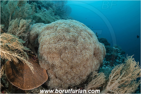 El Akhawein, Little Brother island, Egypt, Red sea, Plerogyra sinuosa, Plerogyra, Scleractinia, Bubble coral, Coral, Cnidaria, Cnidarian, Reef