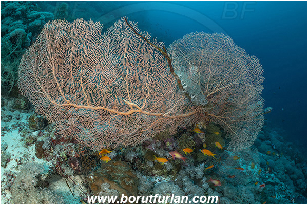El Akhawein, Little Brother island, Egypt, Red sea, Reef, Annella mollis, Annella, Subergorgiidae, Gorgonian Sea Fan, Giant Sea Fan, Gorgonia, Sea fan, Coral, Cnidaria, Cnidarian