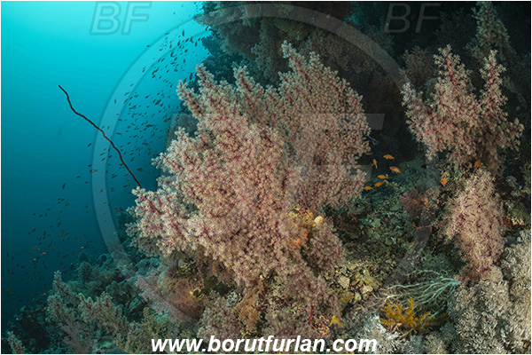 El Akhawein, Little Brother island, Egypt, Red sea, Reef, Siphonogorgia sp., Siphonogorgia, Coral, Sea fan, Cnidaria, Cnidarian, Nidaliidae