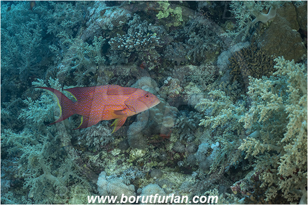 Abu Kizan, Dedalus reef, Marsa Alam, Egypt, Red sea, Variola louti, Variola, Serranidae, Yellow-edged lyretail, Lyretail grouper, Moon grouper, Grouper, Fish