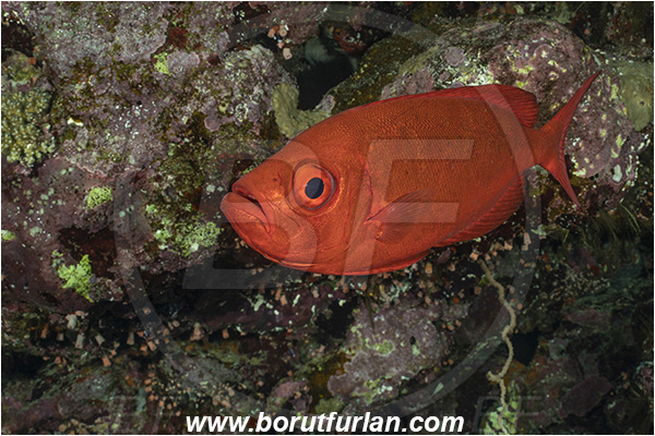 Abu Kizan, Dedalus reef, Marsa Alam, Egypt, Red sea, Priacanthus hamrur, Priacanthus, Lunartail Bigeye, Bigeye, Priacanthidae, Fish