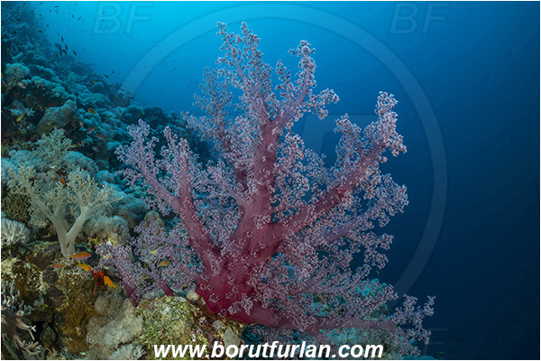 Abu Kizan, Dedalus reef, Marsa Alam, Egypt, Red sea, Dendronephthya hemprichi, Dendronephthya, Nephtheidae, Soft coral, Coral, Anthozoa, Cnidaria, Cnidarian, Reef, Fish school